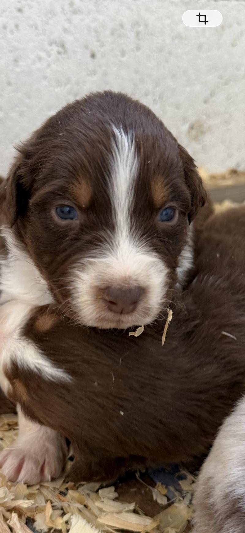 chiot. 4 Mâle Berger australien