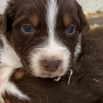 chiot Berger australien rouge tricolore chiot. 4 Berger australien des fauminards