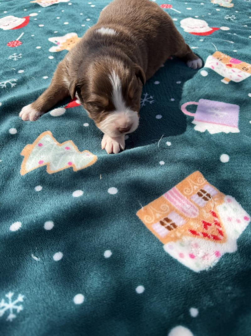 chiot. 5 Mâle Berger australien