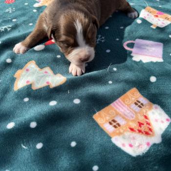 chiot Berger australien rouge tricolore Berger australien des fauminards