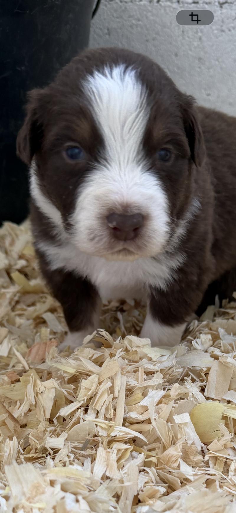 chiot. 5 Mâle Berger australien