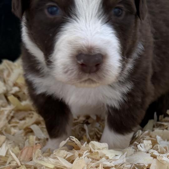 chiot. 5 Mâle Berger australien