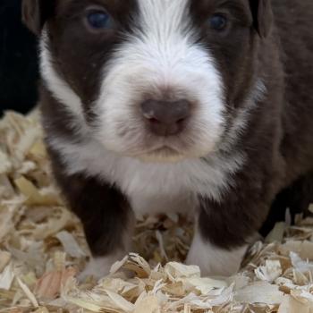 chiot Berger australien rouge tricolore chiot. 5 Berger australien des fauminards