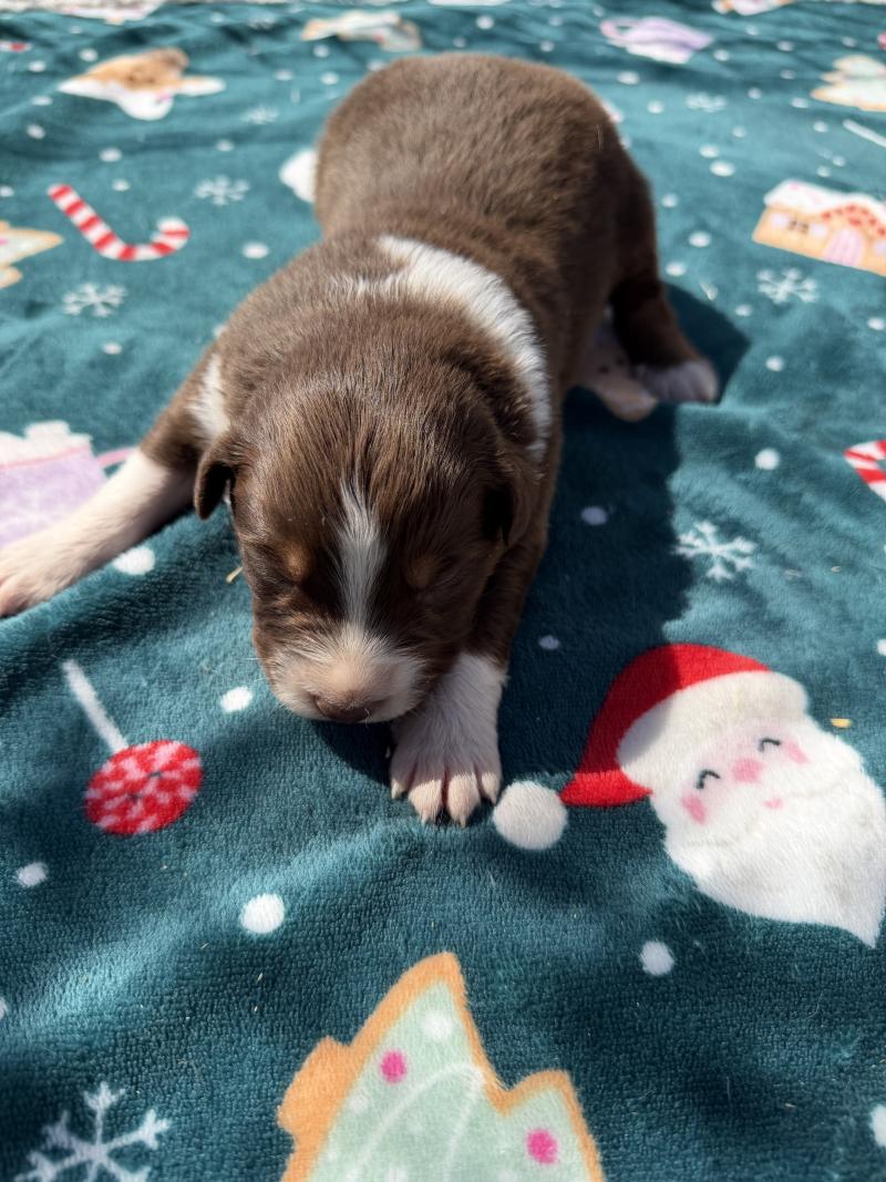 chiot. 6 Mâle Berger australien