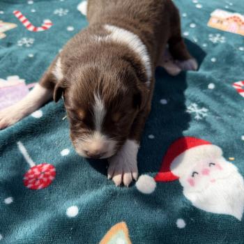 chiot Berger australien rouge tricolore Berger australien des fauminards