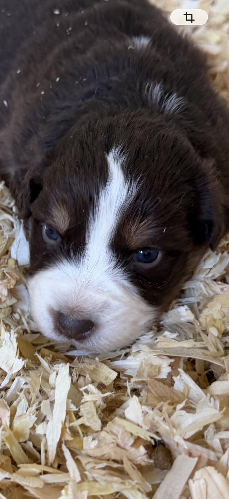 chiot. 6 Mâle Berger australien