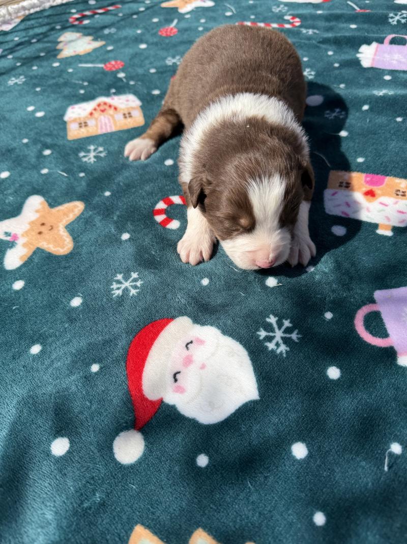 chiot. 7 Mâle Berger australien