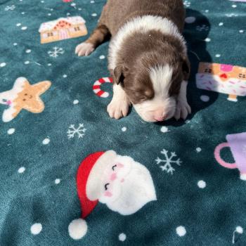 chiot Berger australien rouge tricolore Berger australien des fauminards