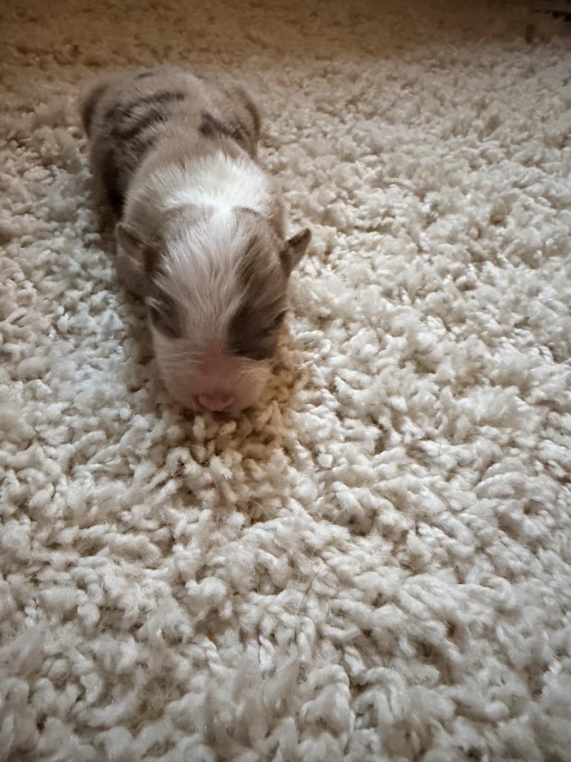 1er chiot (Portée TESS ❤ SULTAN) - Femelle Rouge merle Femelle Berger australien