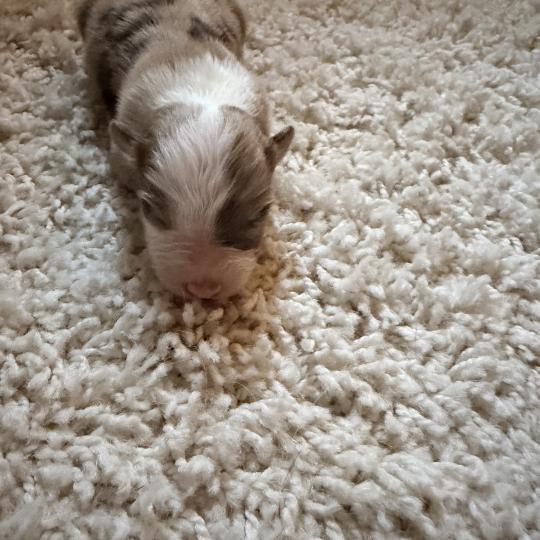 1er chiot (Portée TESS ❤ SULTAN) - Femelle Rouge merle Femelle Berger australien