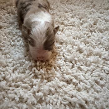 chiot Berger australien Rouge merle Berger australien des fauminards