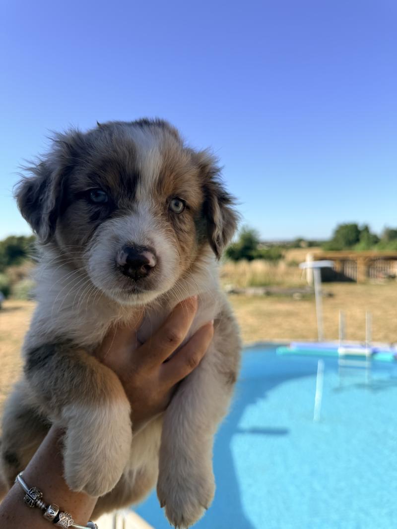 Chiot 2 Femelle Berger australien
