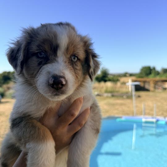 Chiot 2 des fauminards Femelle Berger australien