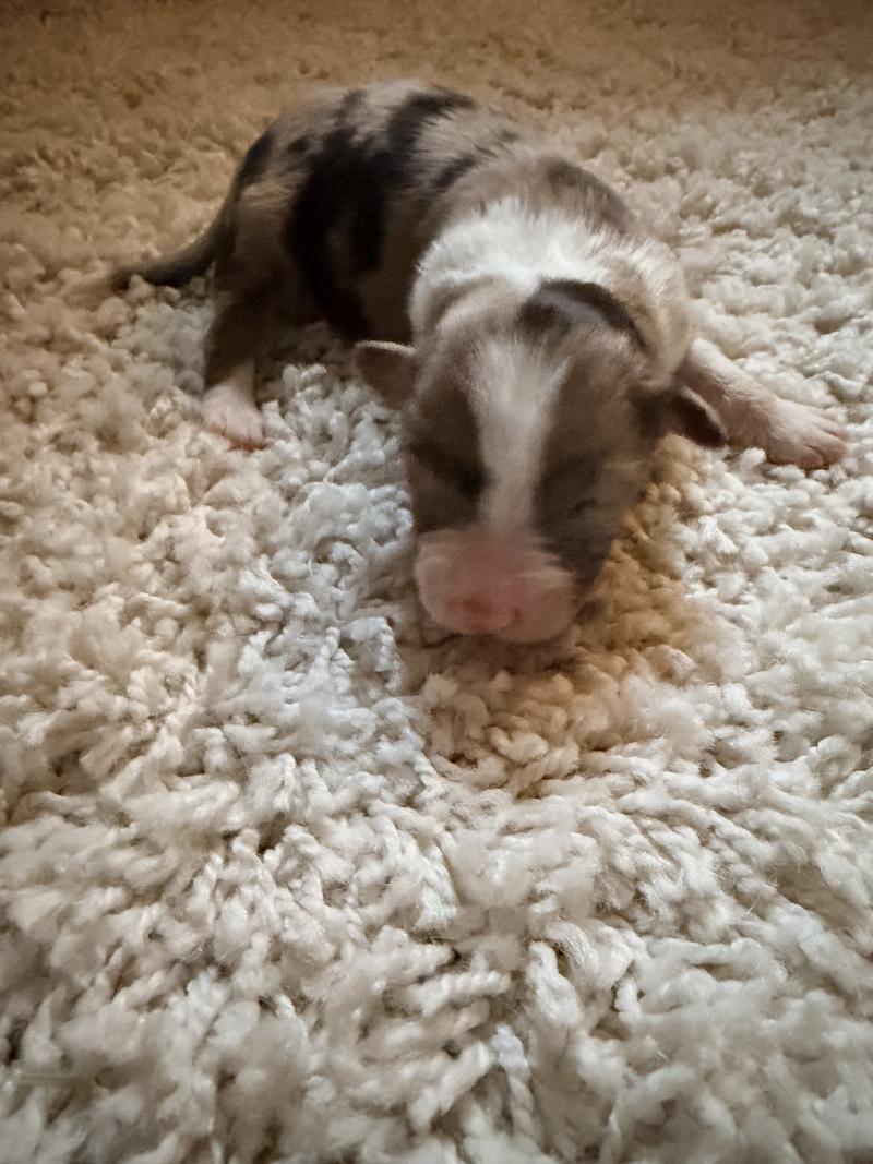 2e chiot (Portée TESS ❤ SULTAN) - Femelle Rouge merle Femelle Berger australien