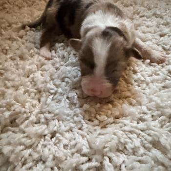 chiot Berger australien Rouge merle Berger australien des fauminards