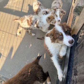 chiot Berger australien Rouge merle Berger australien des fauminards