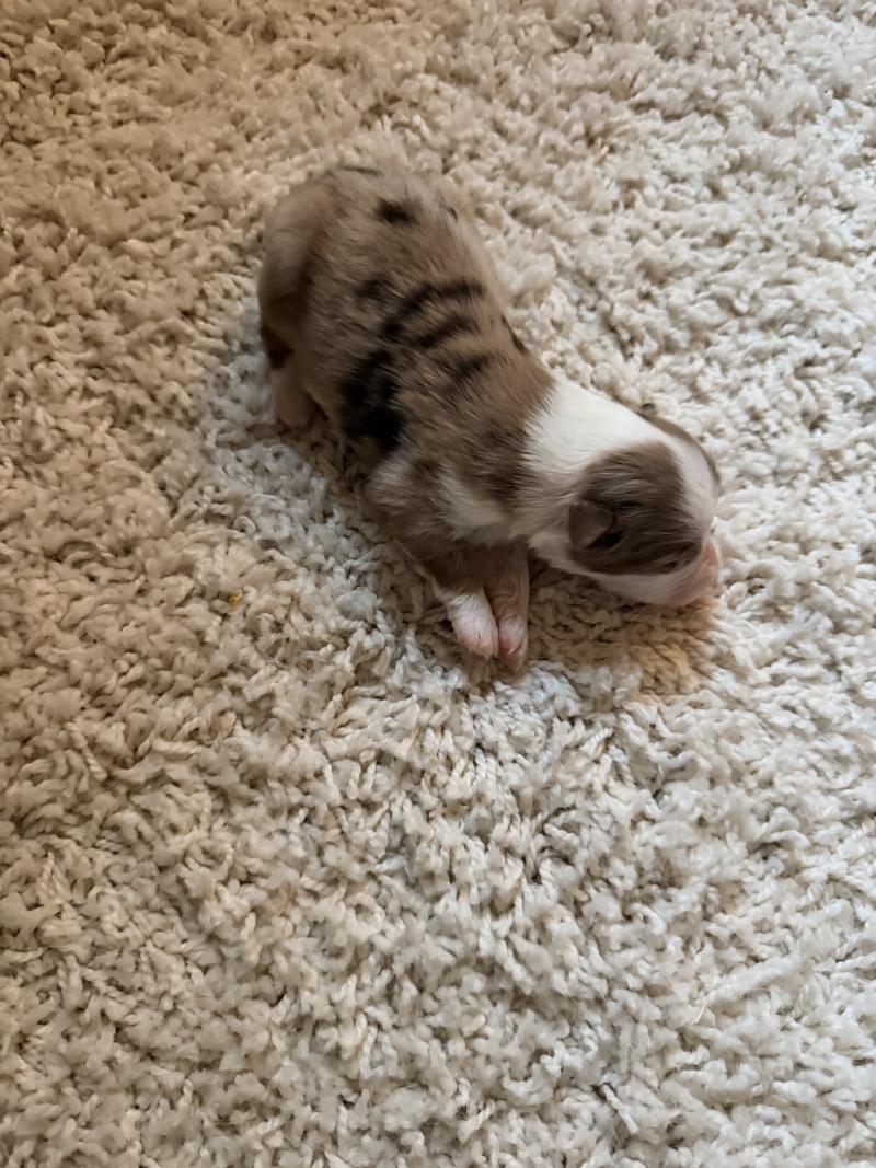3e chiot (Portée TESS ❤ SULTAN) - Femelle Rouge merle Femelle Berger australien