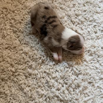 chiot Berger australien Rouge merle Berger australien des fauminards