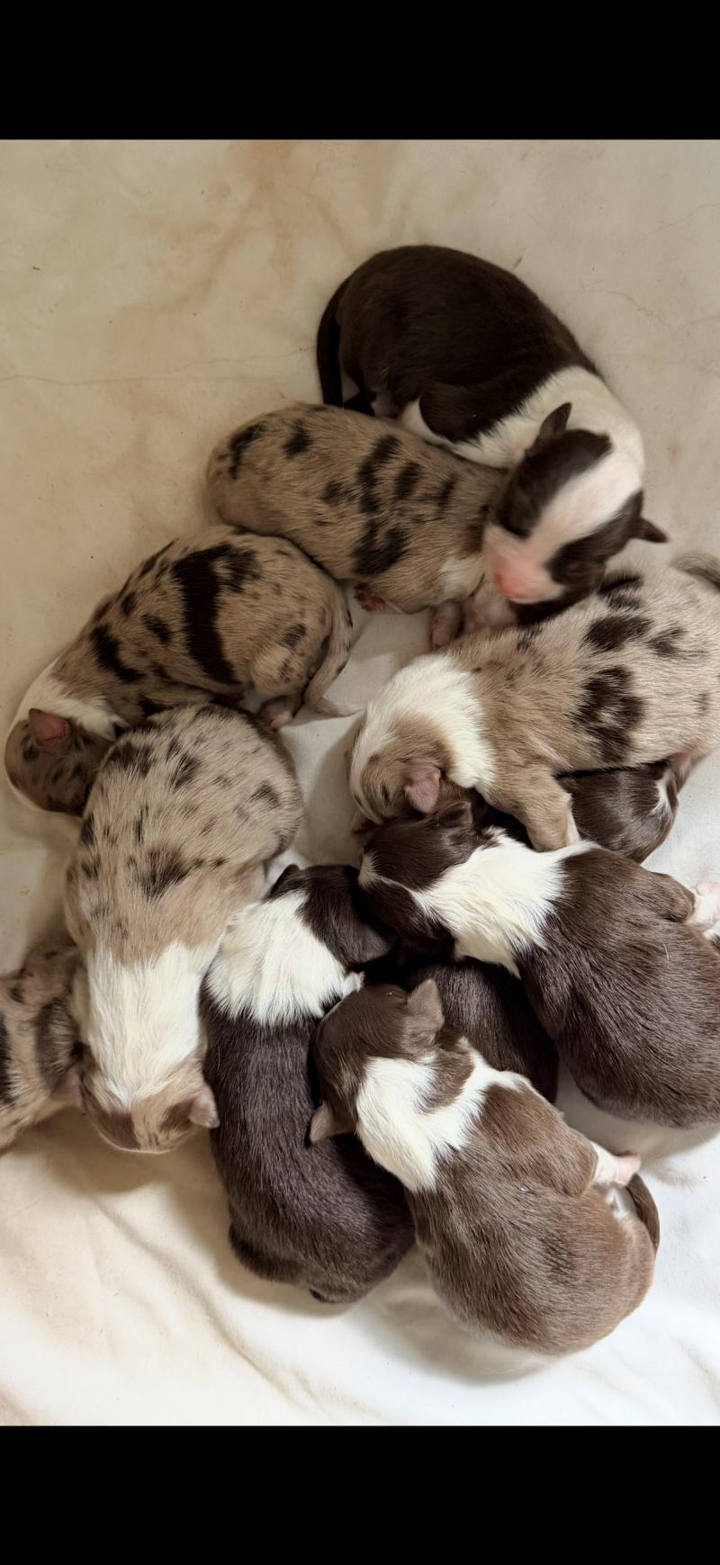 4e chiot (Portée TESS ❤ SULTAN) - Mâle Rouge merle Mâle Berger australien