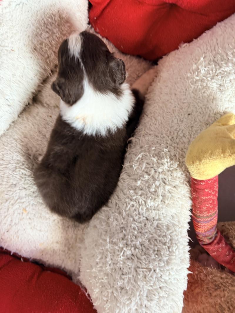 6e chiot (Portée TESS ❤ SULTAN) - Mâle Rouge tricolore Mâle Berger australien