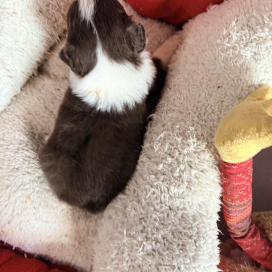 6e chiot (Portée TESS ❤ SULTAN) - Mâle Rouge tricolore Mâle Berger australien