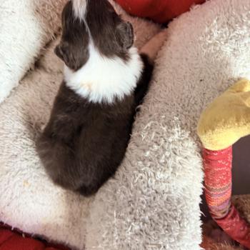 chiot Berger australien Rouge tricolore Berger australien des fauminards
