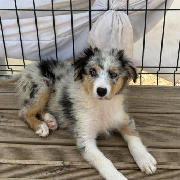 chiot Berger australien Rouge tricolore barney Berger australien des fauminards
