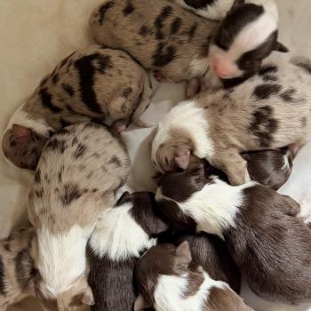 chiot Berger australien Rouge tricolore Berger australien des fauminards
