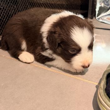chiot Berger australien Rouge tricolore Berger australien des fauminards
