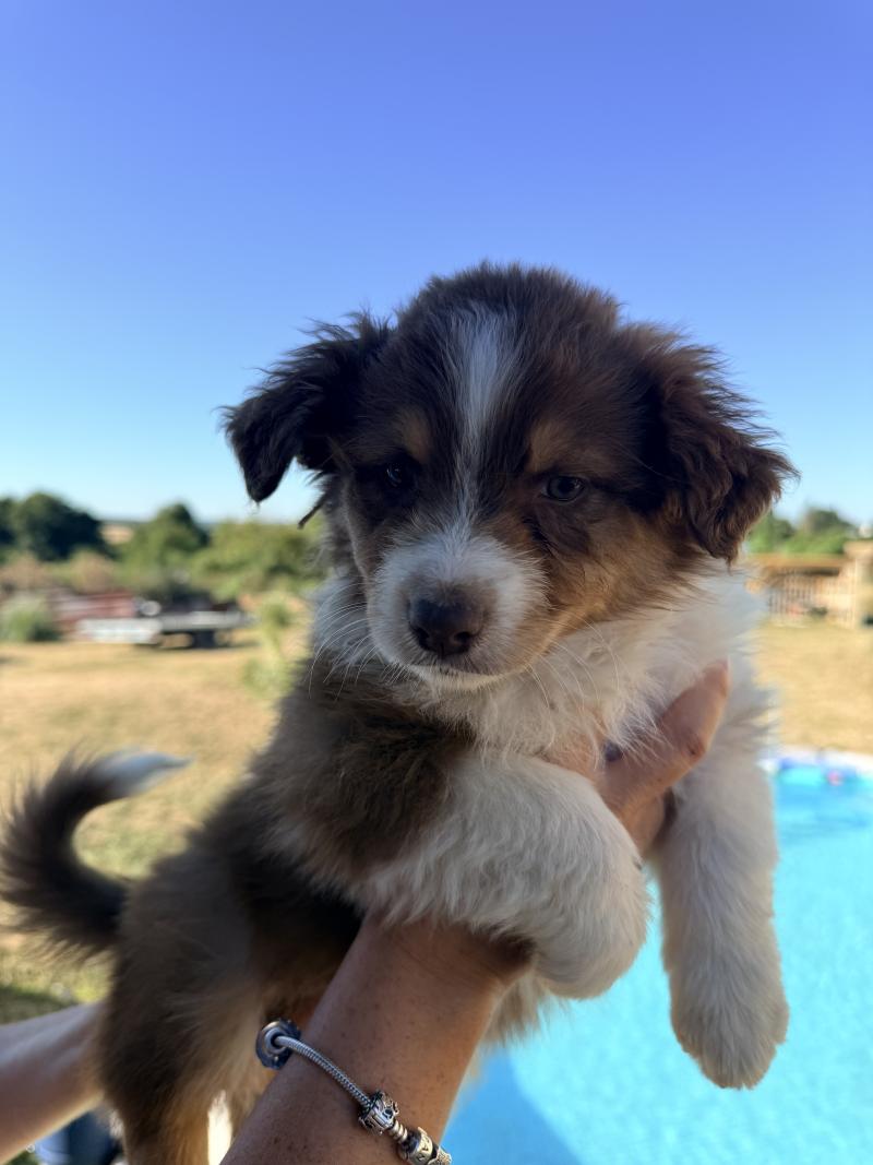Chiot 1 Femelle Berger australien