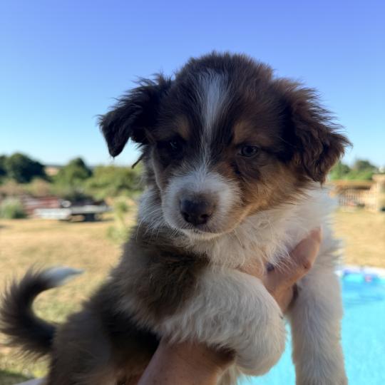 Chiot 1 des fauminards Femelle Berger australien