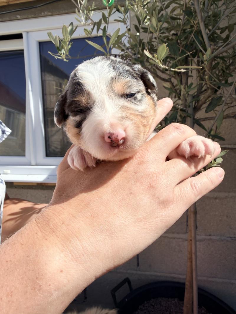 1er chiot (Portée RUBIS ❤ Urus) - Femelle Bleu merle Femelle Berger australien