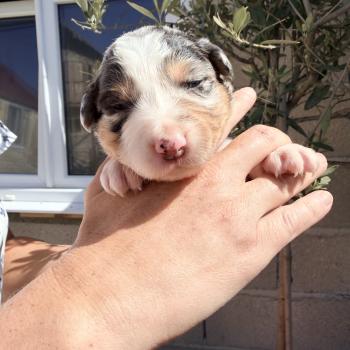 chiot Berger australien Bleu merle Berger australien des fauminards