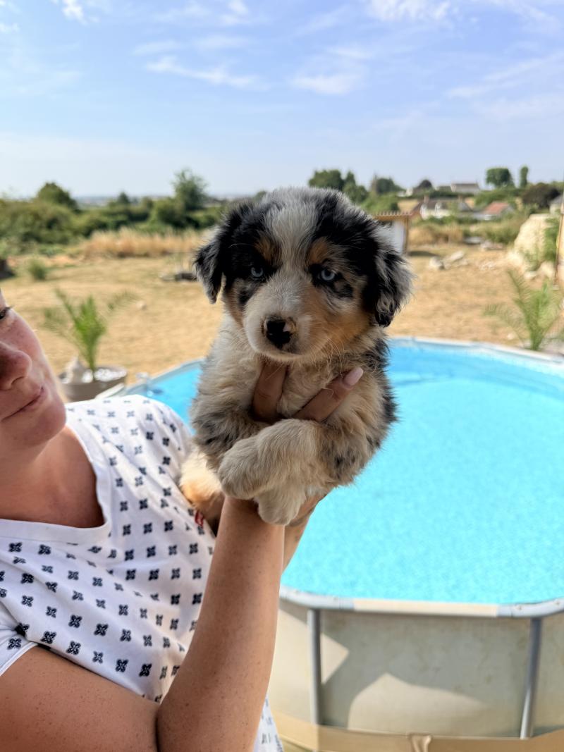 Bella des fauminards Femelle Berger australien