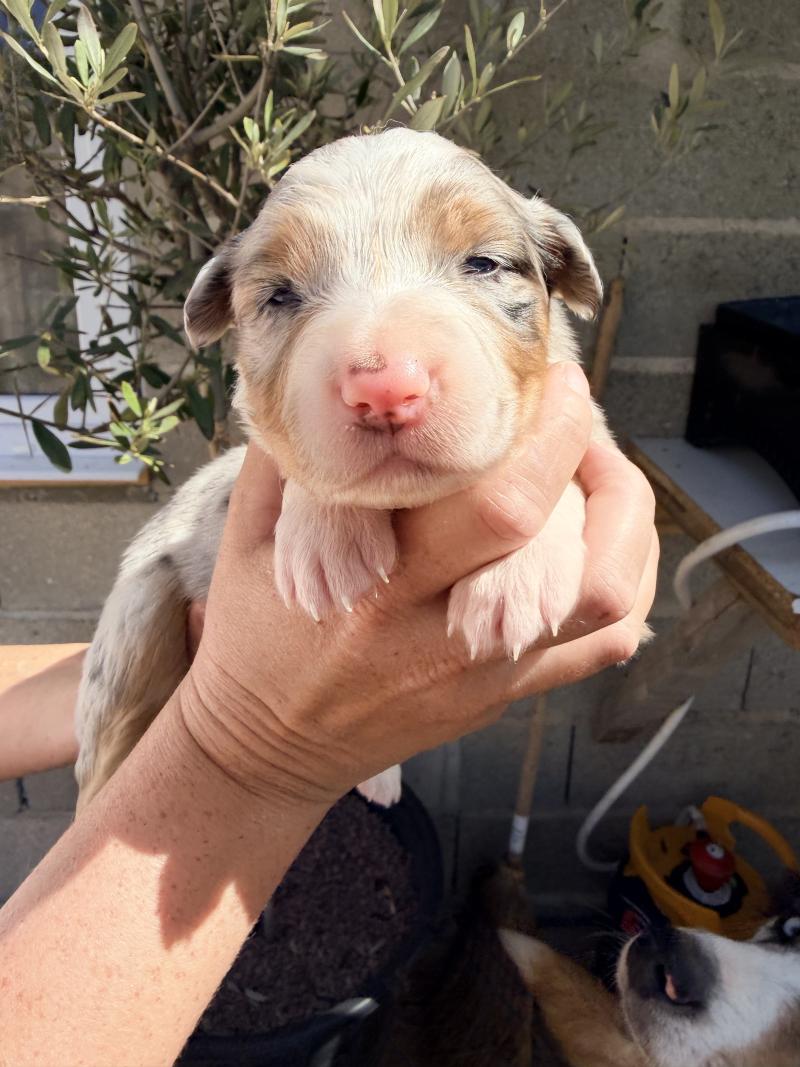 2e chiot (Portée RUBIS ❤ Urus) - Femelle Bleu merle Femelle Berger australien
