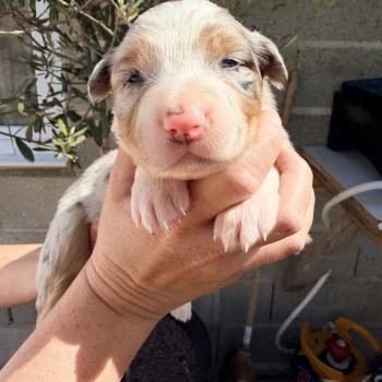 chiot Berger australien Bleu merle Berger australien des fauminards