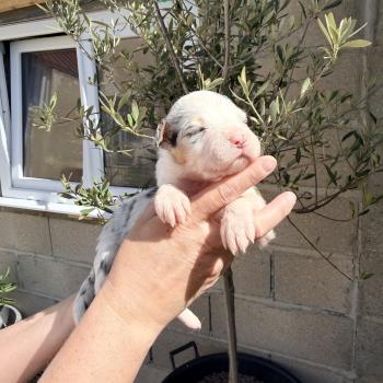 chiot Berger australien Bleu merle Berger australien des fauminards