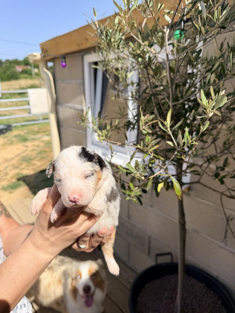 3e chiot (Portée RUBIS ❤ Urus) - Femelle Bleu merle Femelle Berger australien