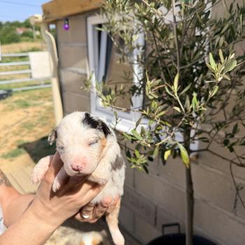 chiot Berger australien Bleu merle Berger australien des fauminards