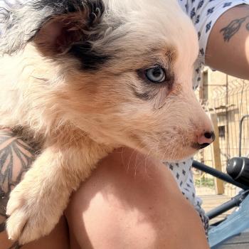 chiot Berger australien Bleu merle Naya Berger australien des fauminards