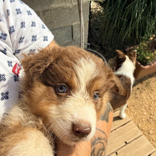 Bonnie des fauminards Femelle Berger australien