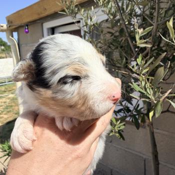 chiot Berger australien Bleu merle Berger australien des fauminards