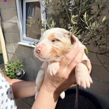 chiot Berger australien Rouge merle Berger australien des fauminards