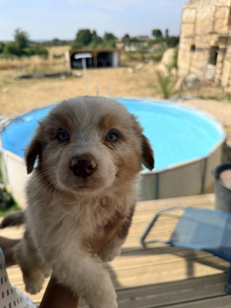 Thor des fauminards Mâle Berger australien