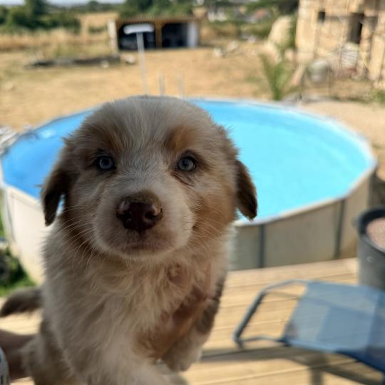 Thor des fauminards Mâle Berger australien