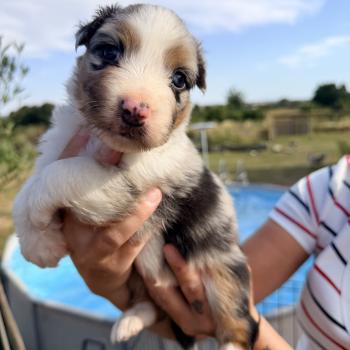 chiot Berger australien Bleu merle Berger australien des fauminards