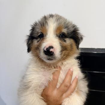 chiot Berger australien Bleu merle Rustine ricci 1 Berger australien des fauminards