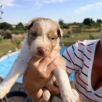 chiot Berger australien Rouge merle Berger australien des fauminards