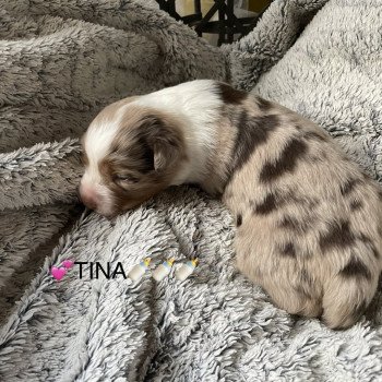 chiot Berger australien rouge merle TINA Berger australien des fauminards