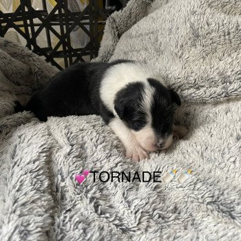 chiot Berger australien noir tri TORNADE Berger australien des fauminards